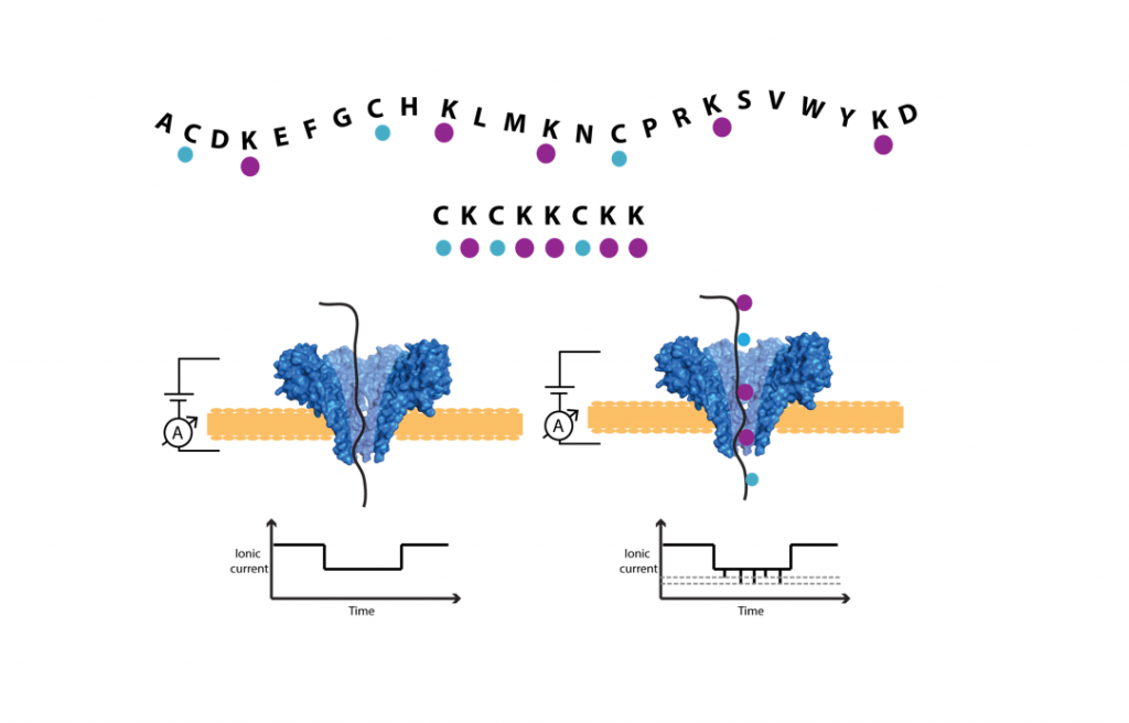 Protein sequencing with nanopores Cees Dekker Lab