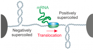 DNA Supercoiling - Cees Dekker Lab