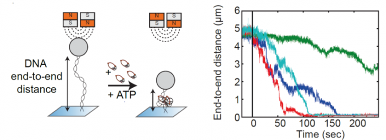 SMC Proteins For DNA Loop Extrusion - Cees Dekker Lab